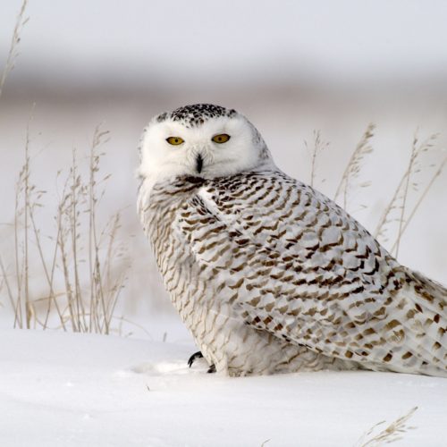 Snowy owl. Dymond Lake Ecolodge. Dennis Fast photo.