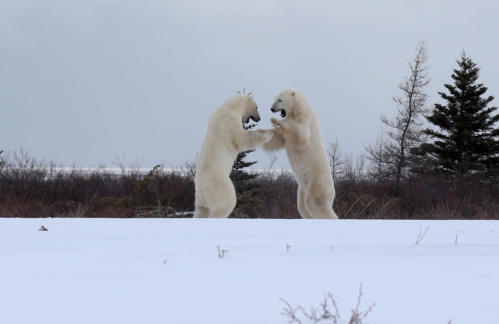 Sparring polar bears. Nanuk Polar Bear Lodge. Soren Hansen photo.