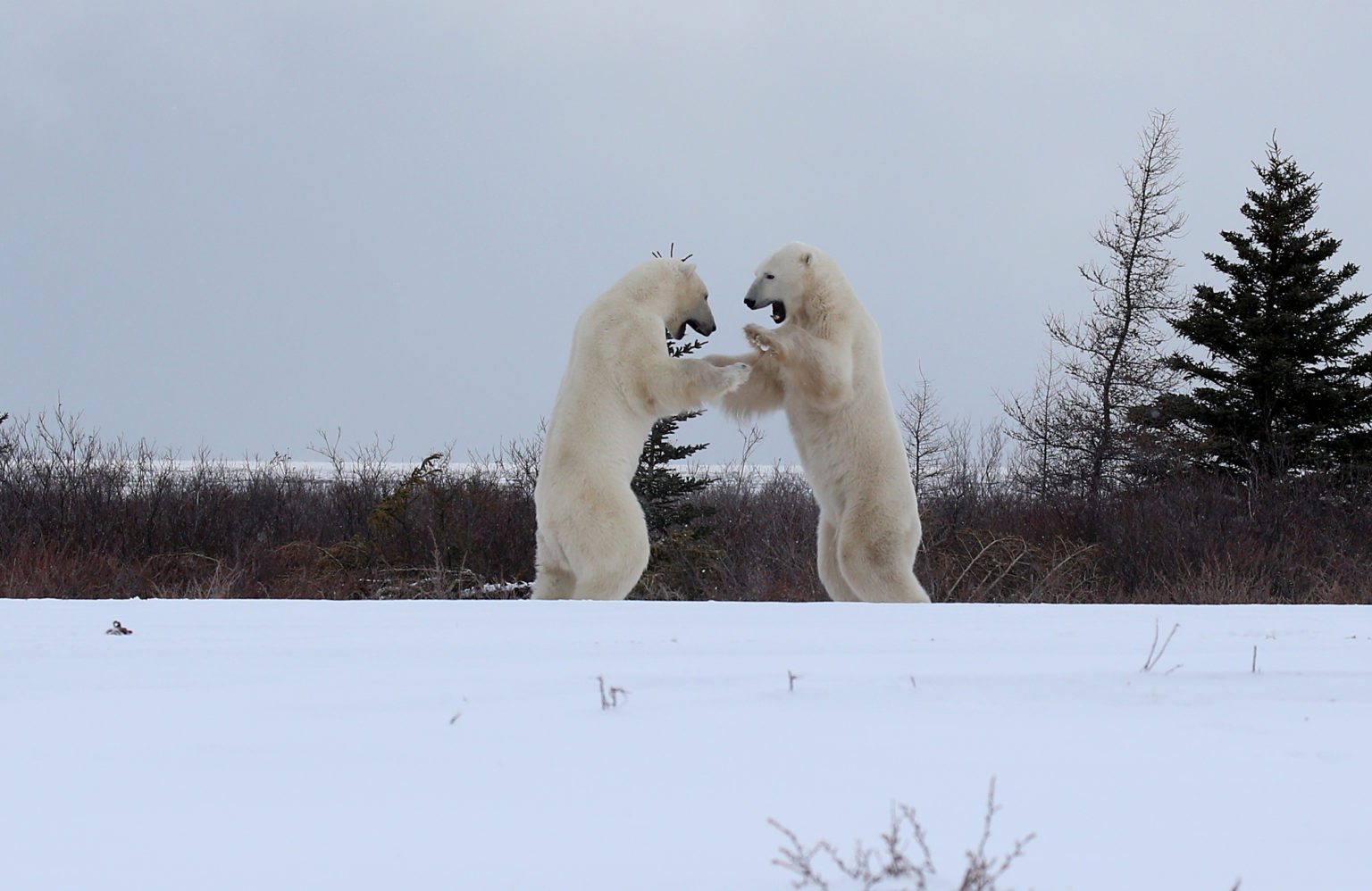 Polar Bear Photo Safari | Nanuk | Polar Bear Tours | Churchill Wild