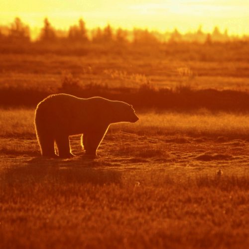 Sunset silhouette. Polar bear. Nanuk Polar Bear Lodge. Nick Garbutt photo.