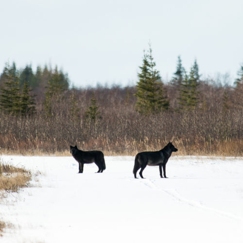 Two wolves on the runway at Nanuk Polar Bear Lodge.