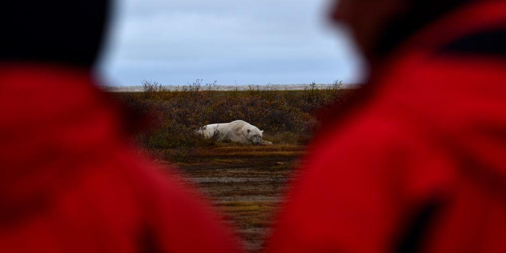Walking with polar bears. Nanuk Polar Bear Lodge. Cheryl Hnatiuk photo.