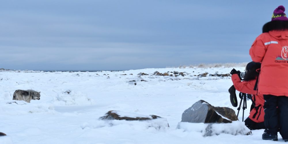 Walking with wolves. SEal River Heritage Lodge. Ian Johnson photo.