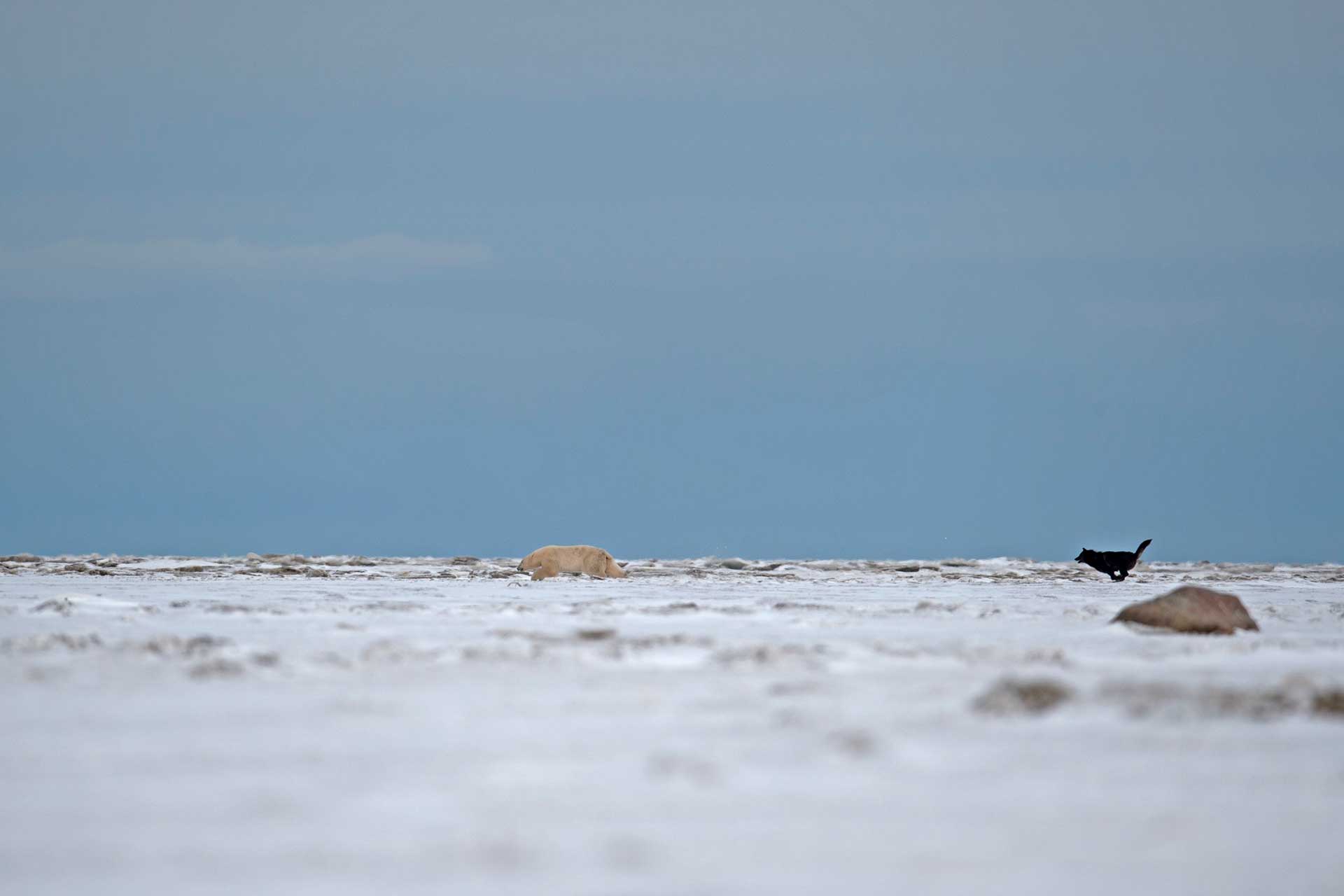Wolf chasing a polar bear at Nanuk. Jianguo Xie photo.