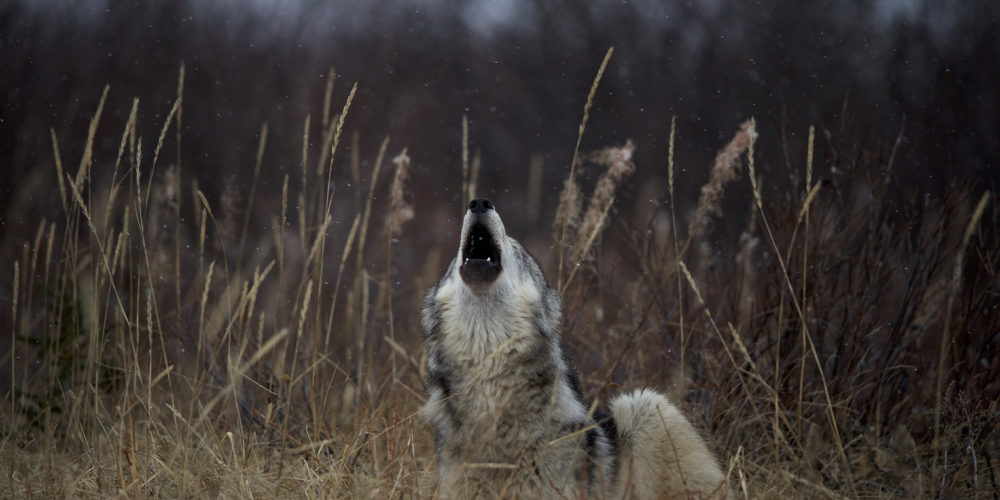 Wolf howl. Nanuk Polar Bear Lodge.
