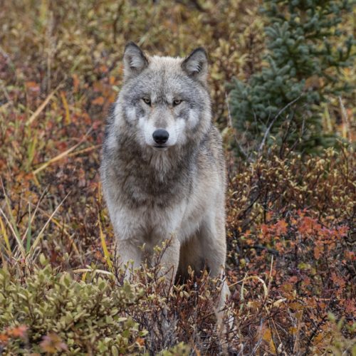 Wolf in the boreal forest. Susan Jenkins photo.
