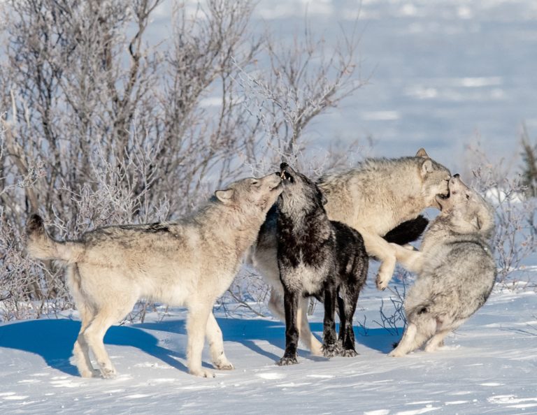 Cloud Wolves of the Kaska Coast | Churchill Wild