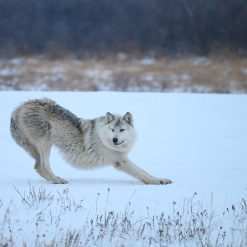 Wolf stretch. Nanuk Polar Bear Lodge. Jeff MacDonald photo.