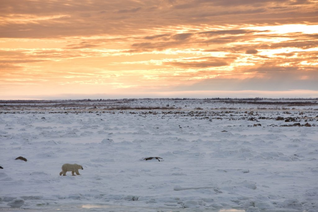 Polar bear at sunset. Dymond Lake Ecolodge. Michael Poliza photo.