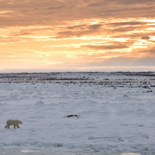 Polar bear at sunset. Dymond Lake Ecolodge. Michael Poliza photo.