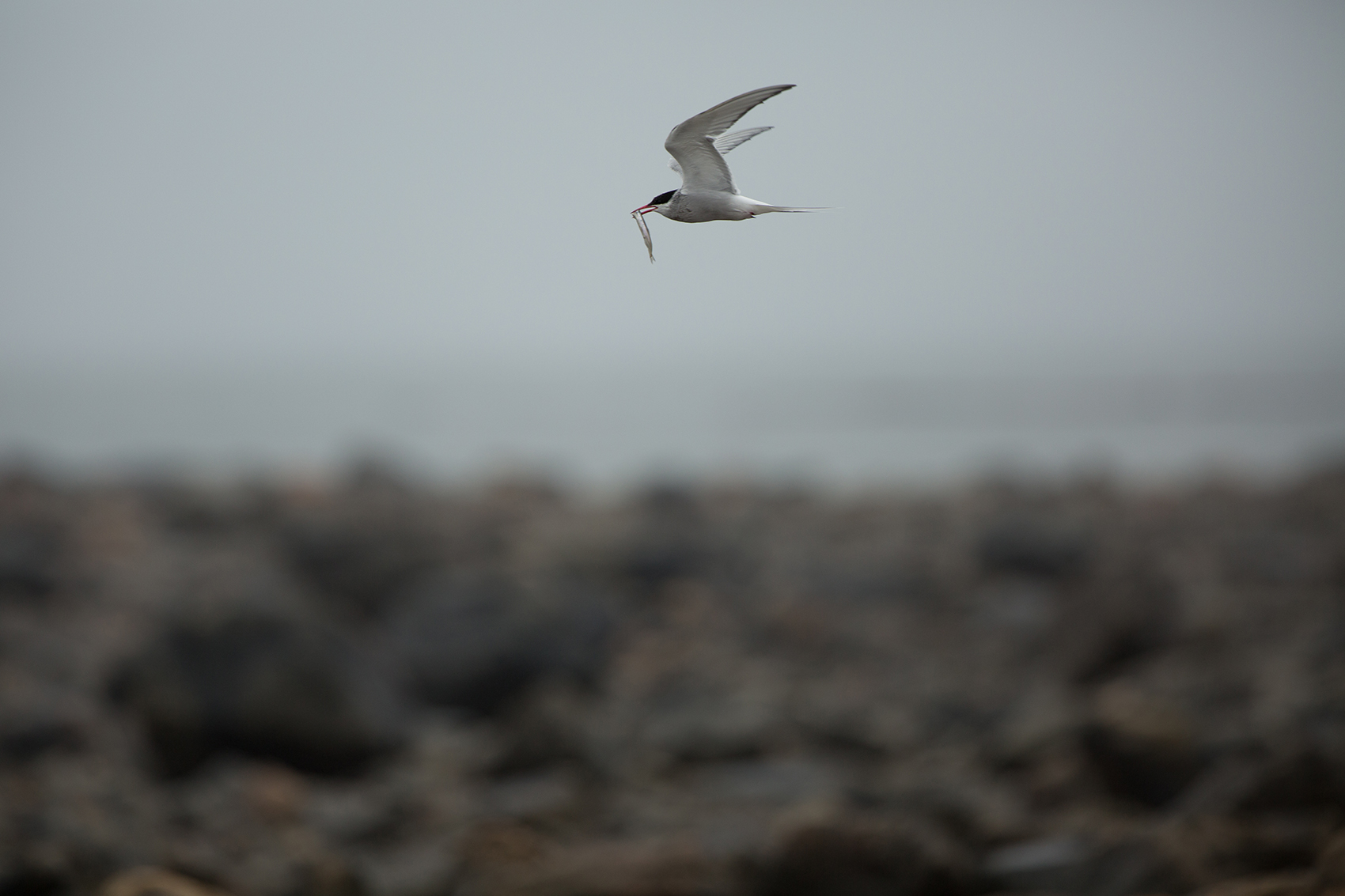 Arctic tern in flight. Terry Elliot photo.