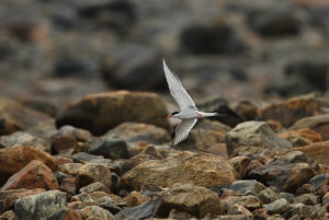 Arctic tern. Terry Elliot photo.