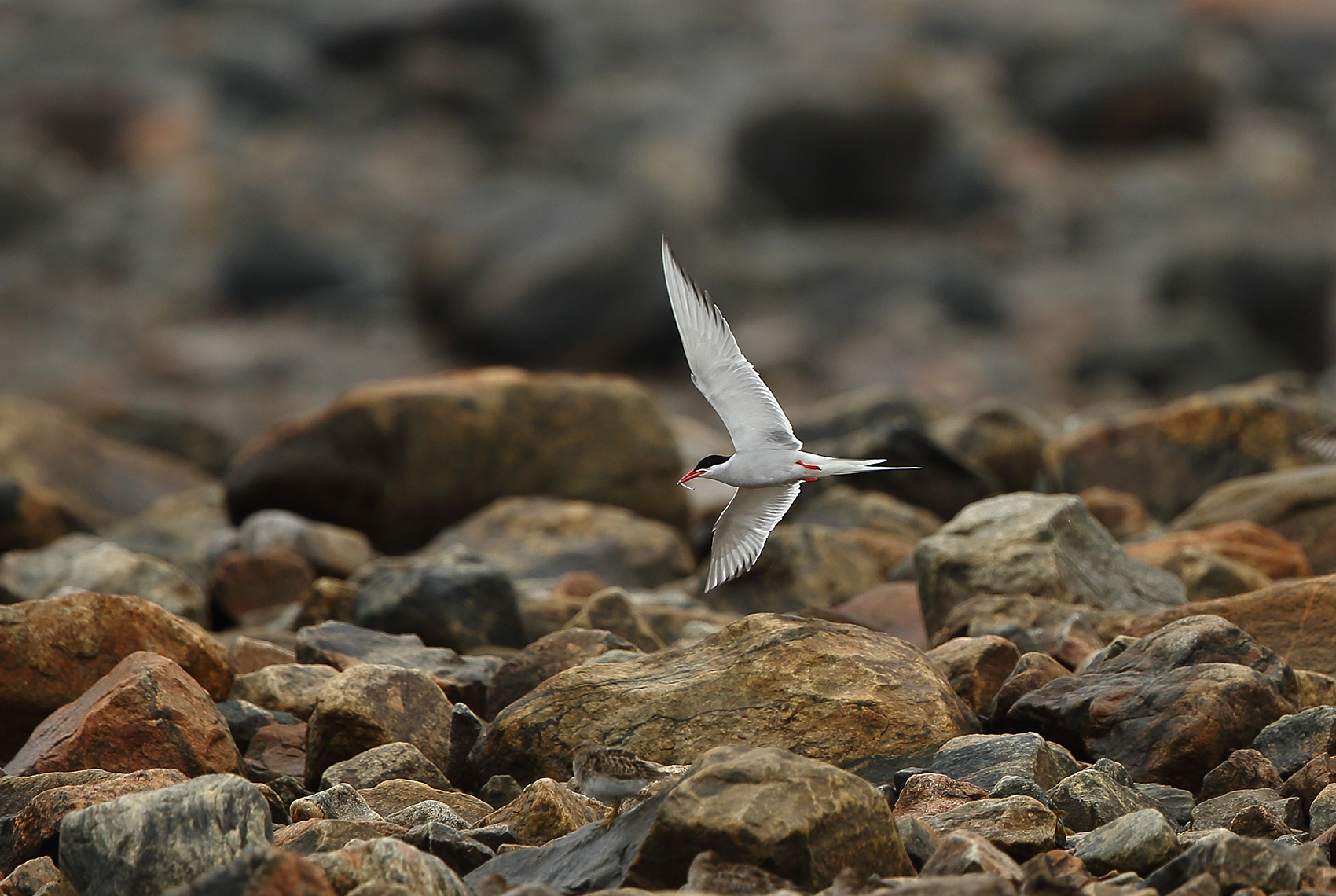 Arctic tern. Terry Elliot photo.