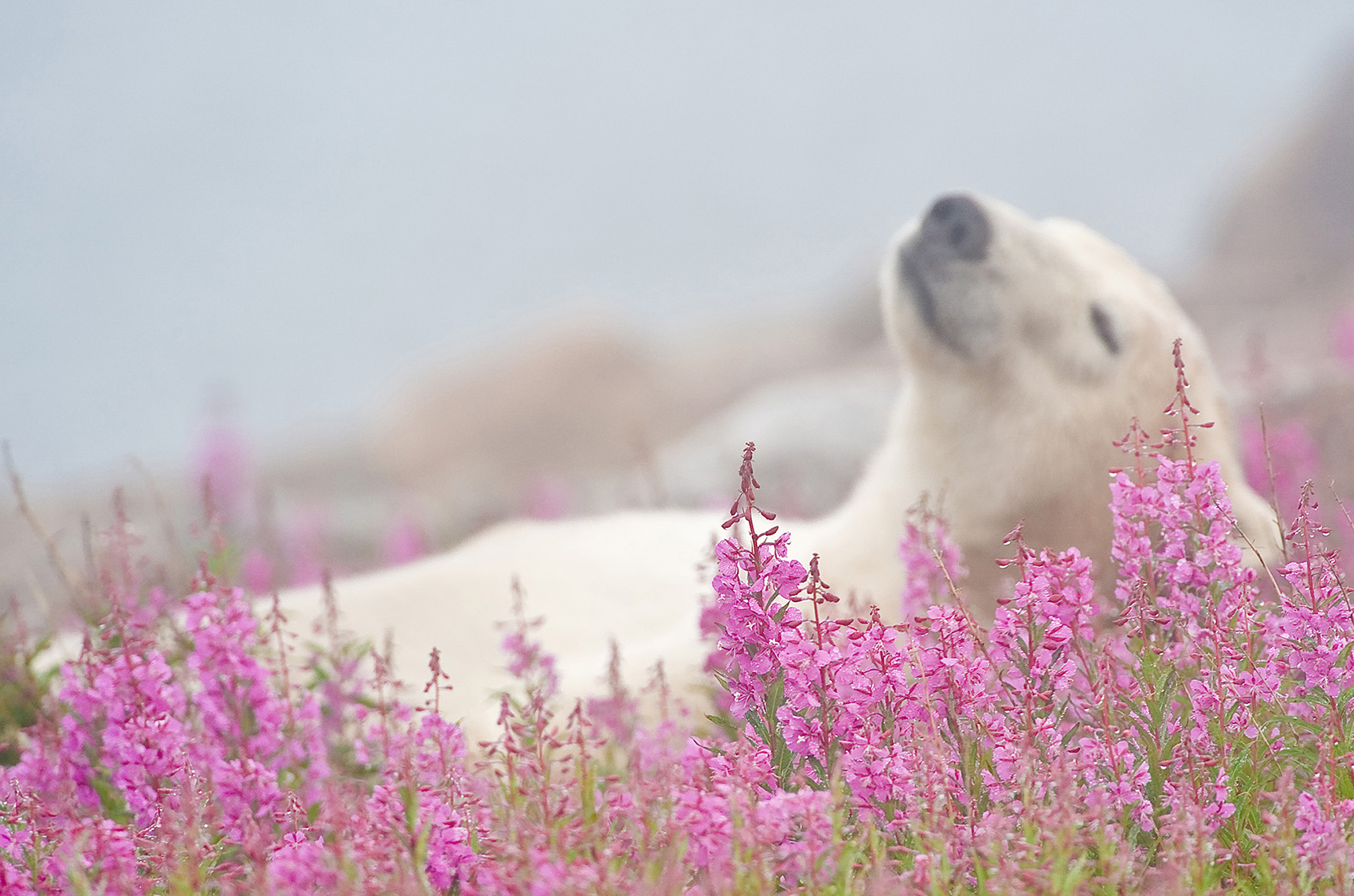 Bear in bed of fireweed. Dennis Fast photo.