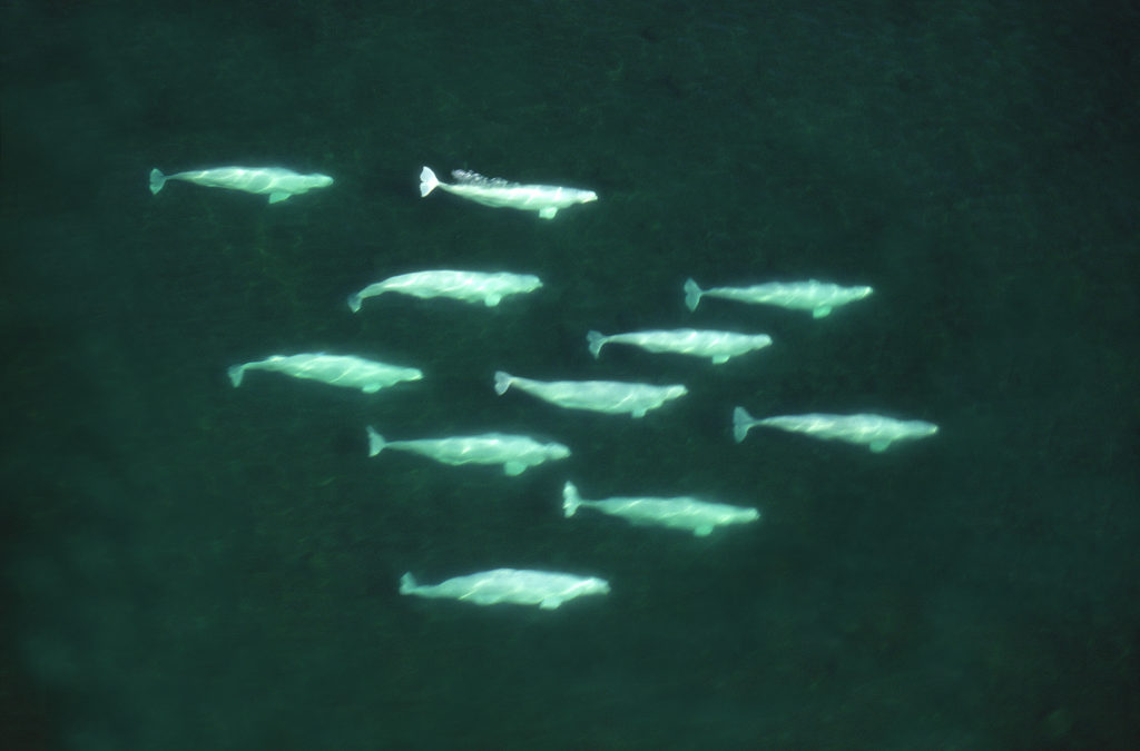 Aerial of beluga pod_Hudson Bay