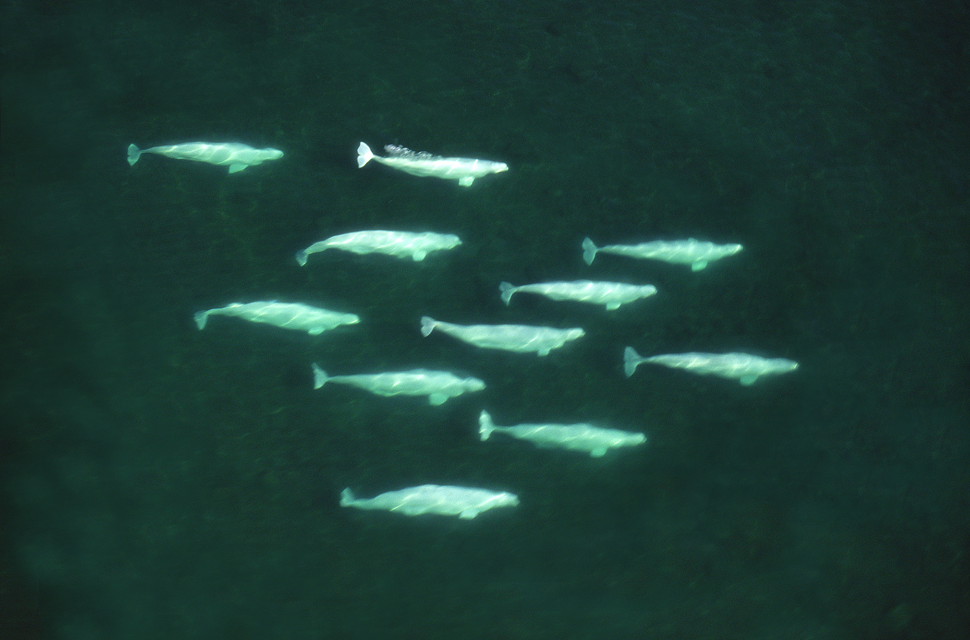 Aerial of beluga pod. Hudson Bay.