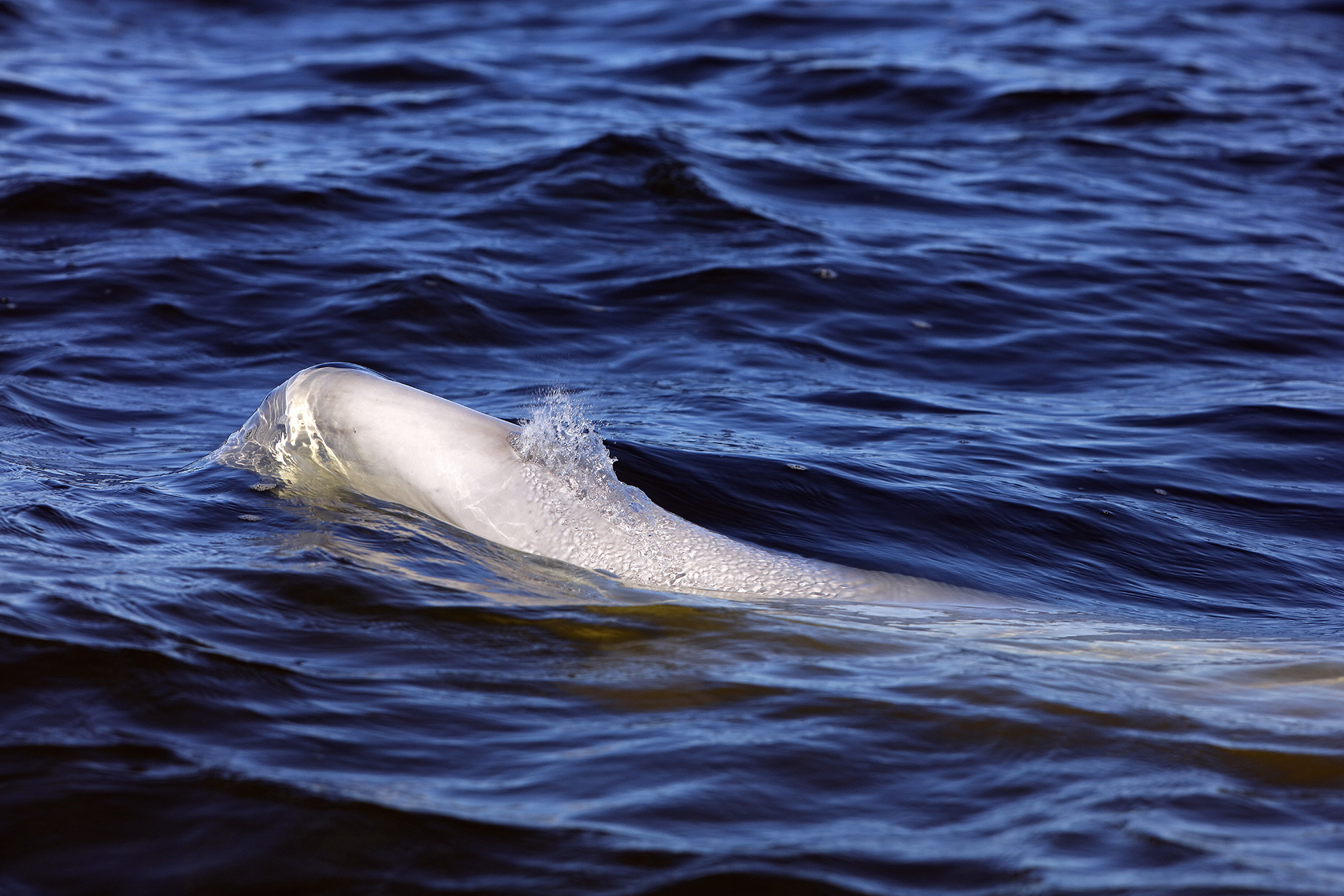 Beluga Whales Beckon. Guests Say It Best.