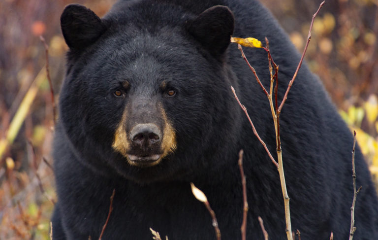 black colour teddy bear