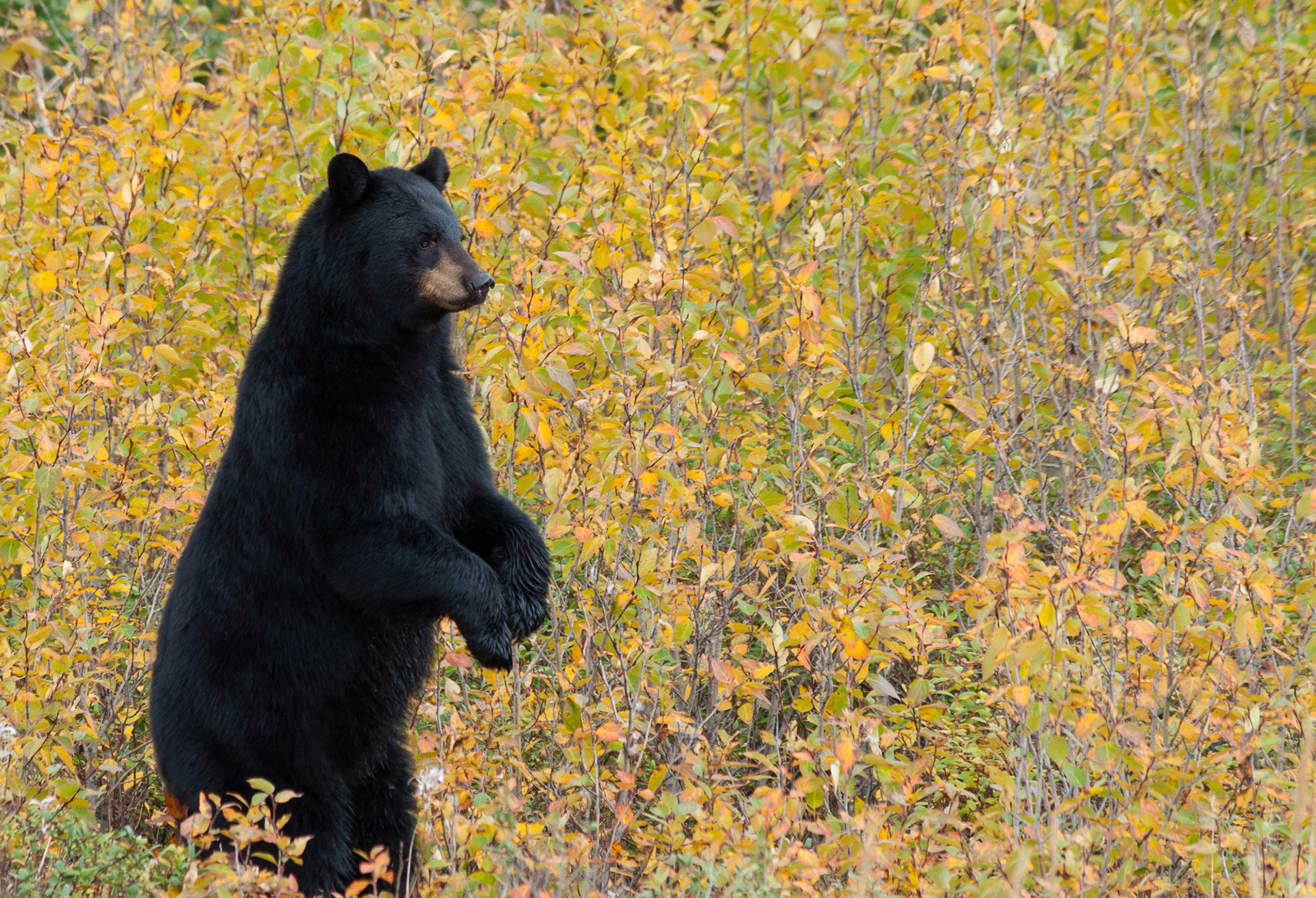 Black bear standing. Andrew Lasken photo.