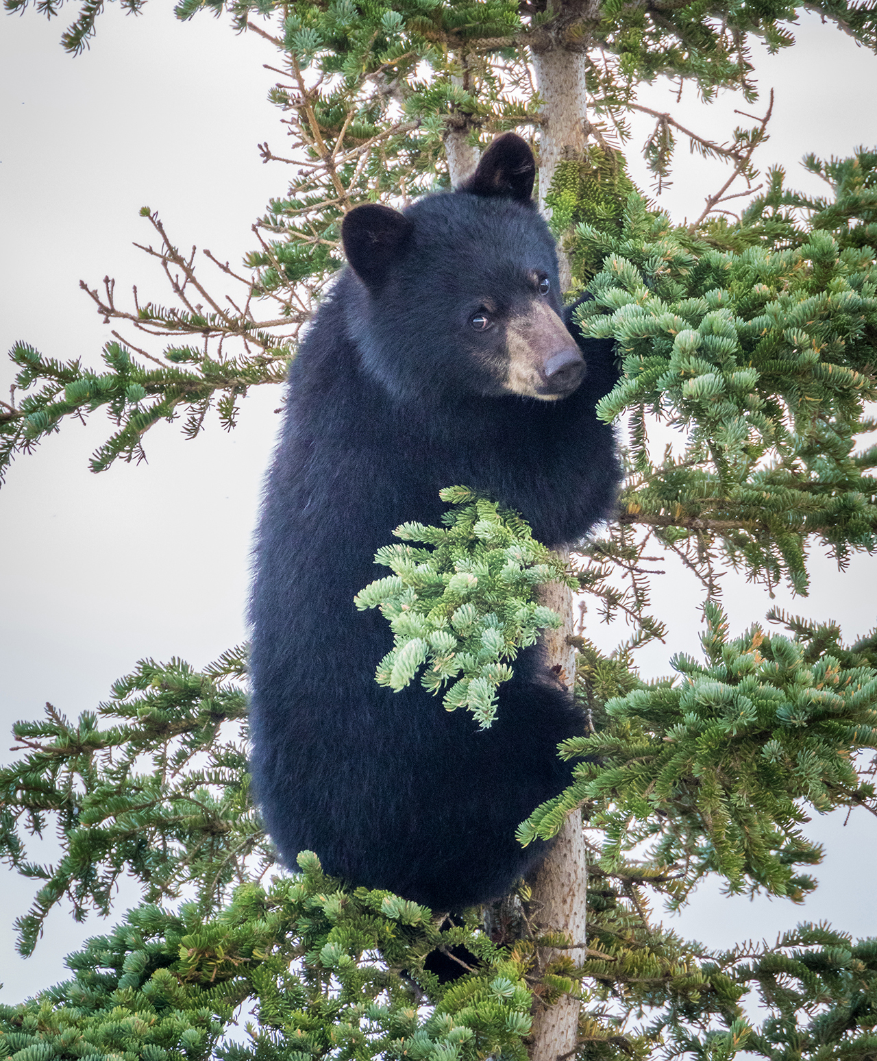 Black bear in a tree. Robyn Jacques photo.