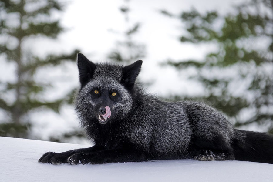 Red Fox - Churchill Wild Polar Bear Tours