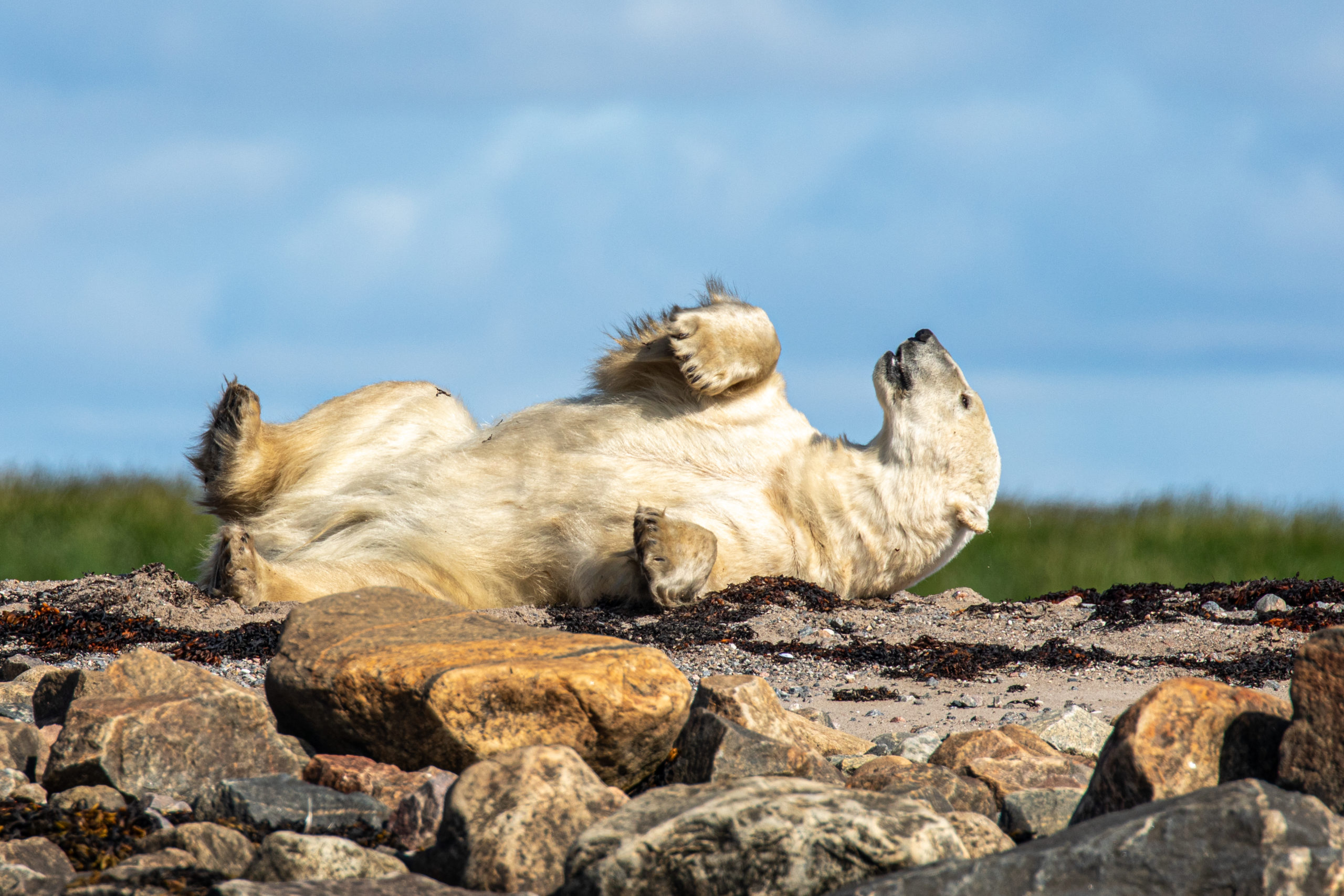 Polar bear basks in the warmth of the Arctic summer sun