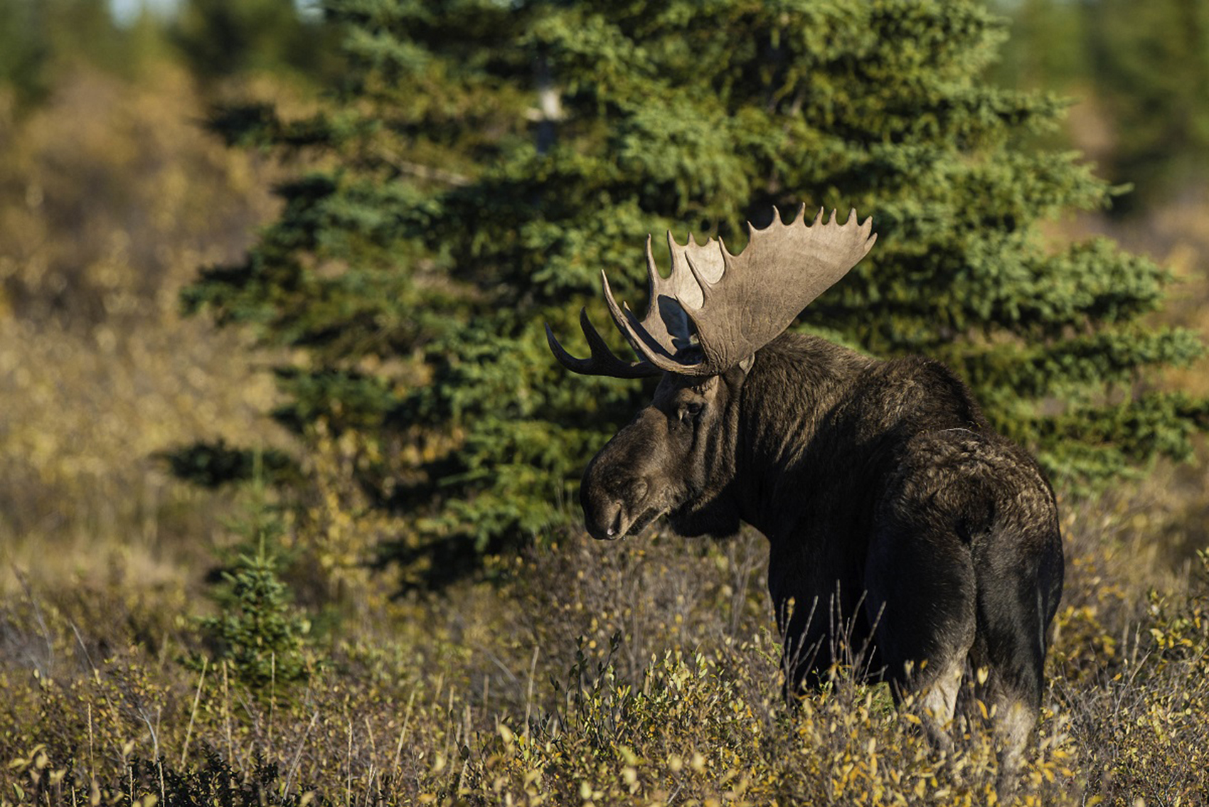 Autumn moose. Jad Davenport photo.