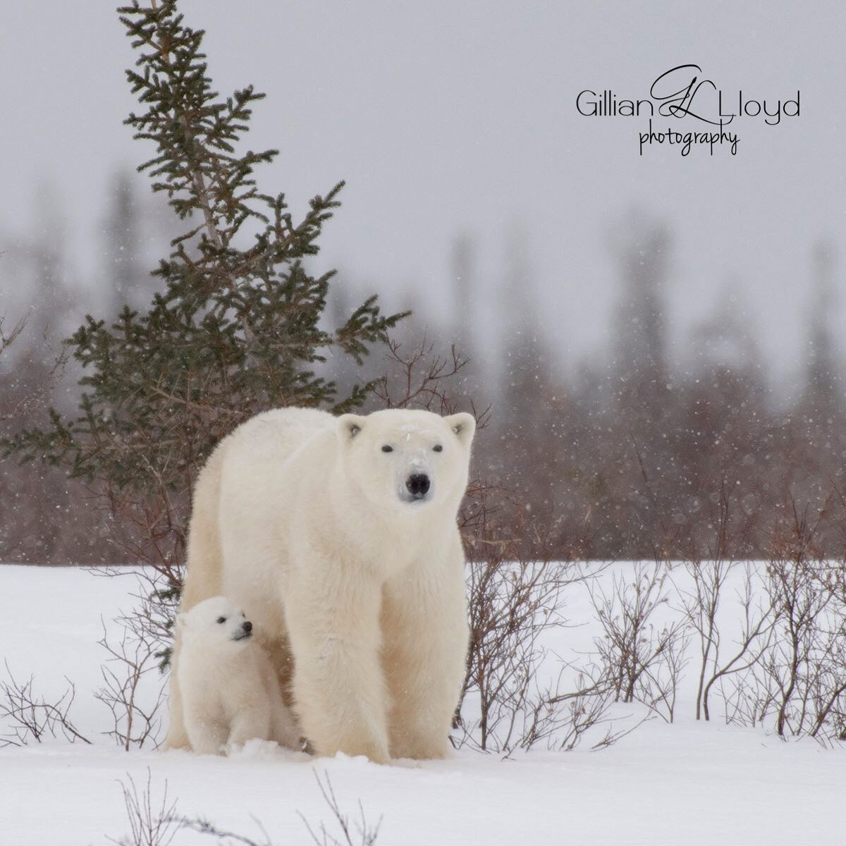 Polar bear mom with cubs. Gillian Llyod photo.