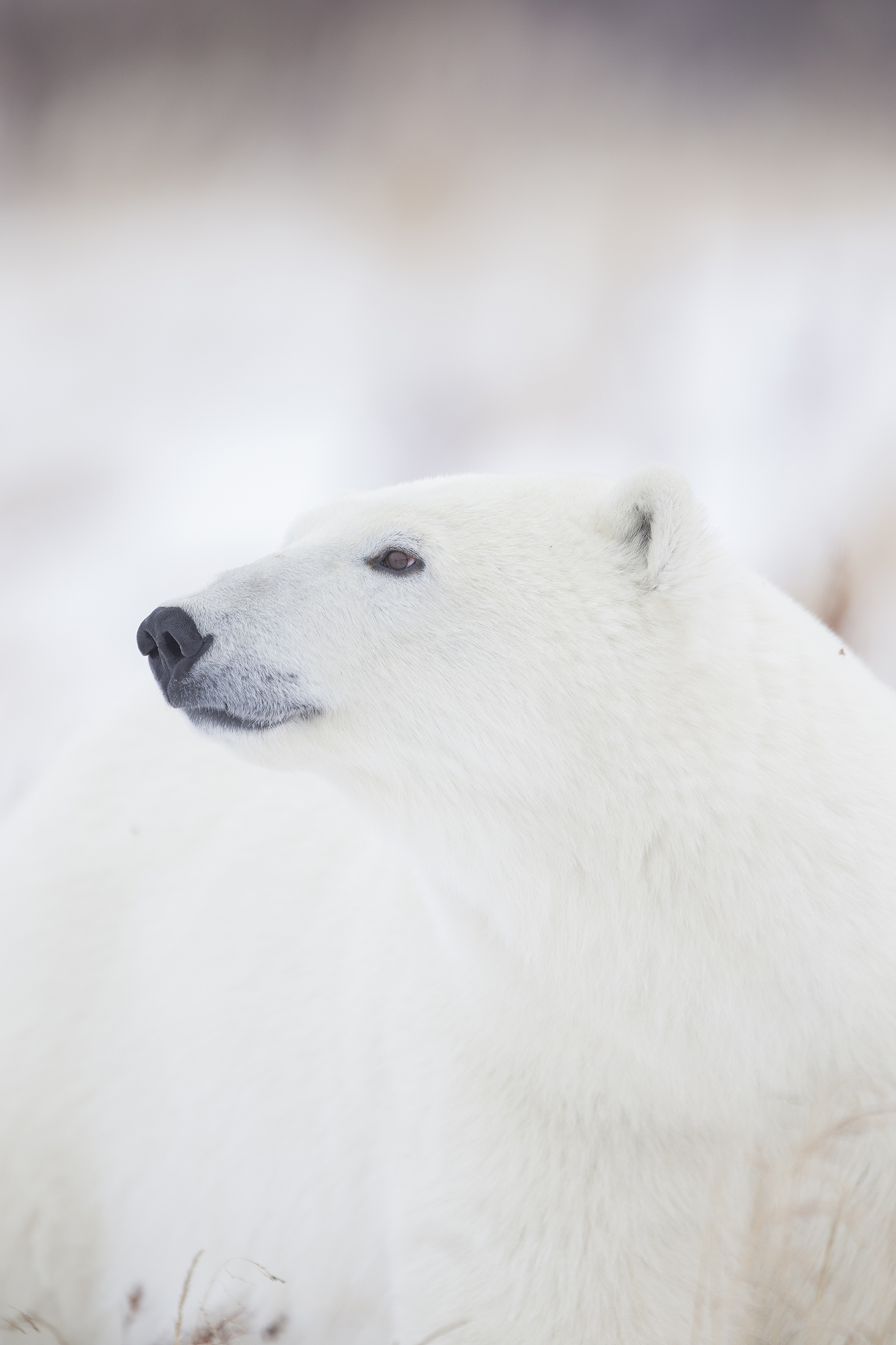 Polar bear. Ruth Steck photo.