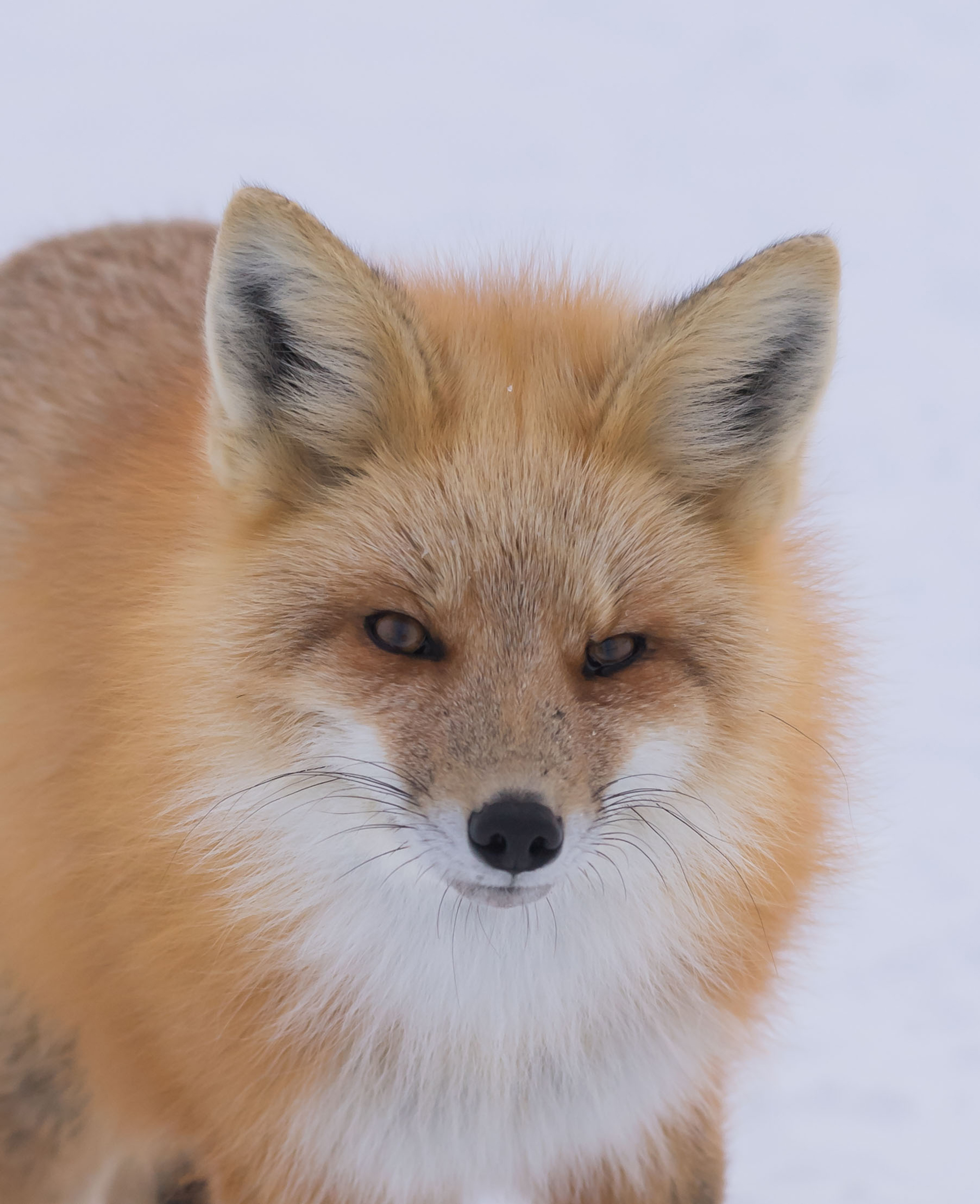 Red fox. Peter Hartlove photo.