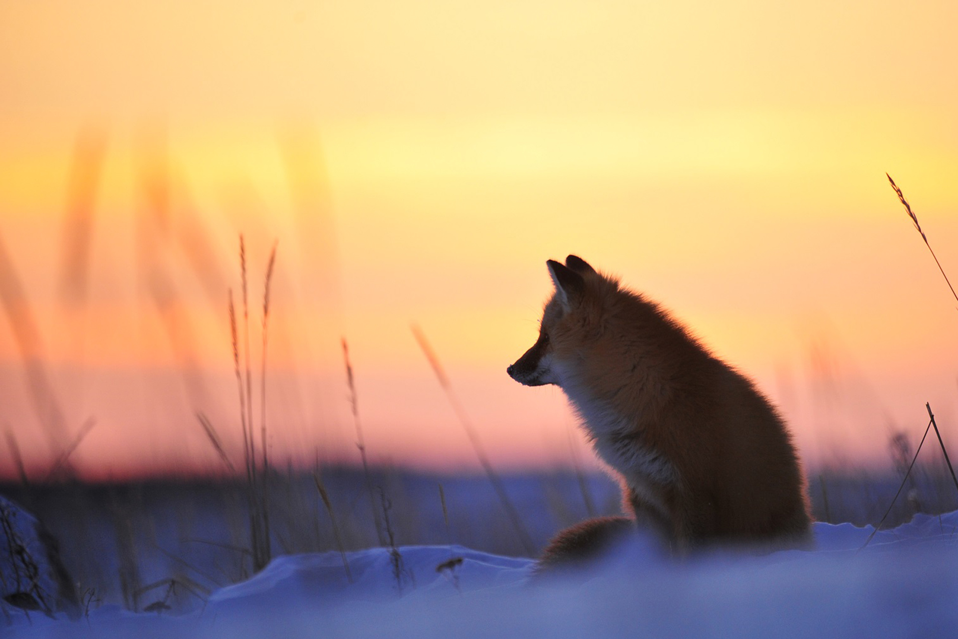 Red fox at sunset. Ian Johnson photo.