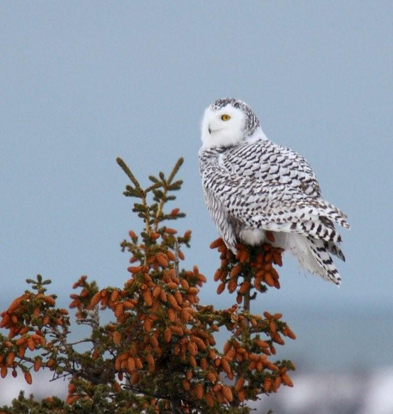Snowy owl on tree. J Roberts photo.