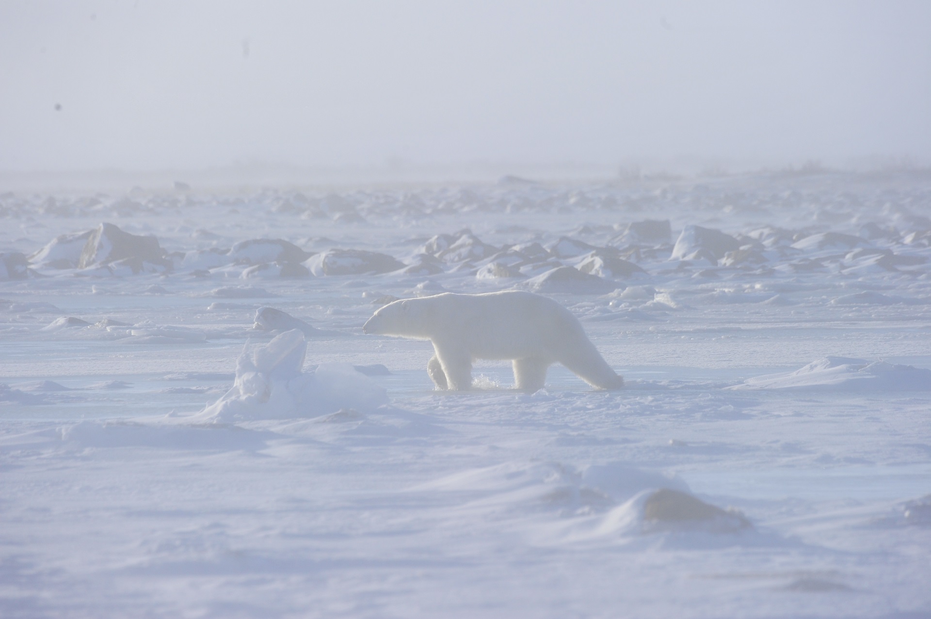 A polar bear crossing the tundra during a snowstorm