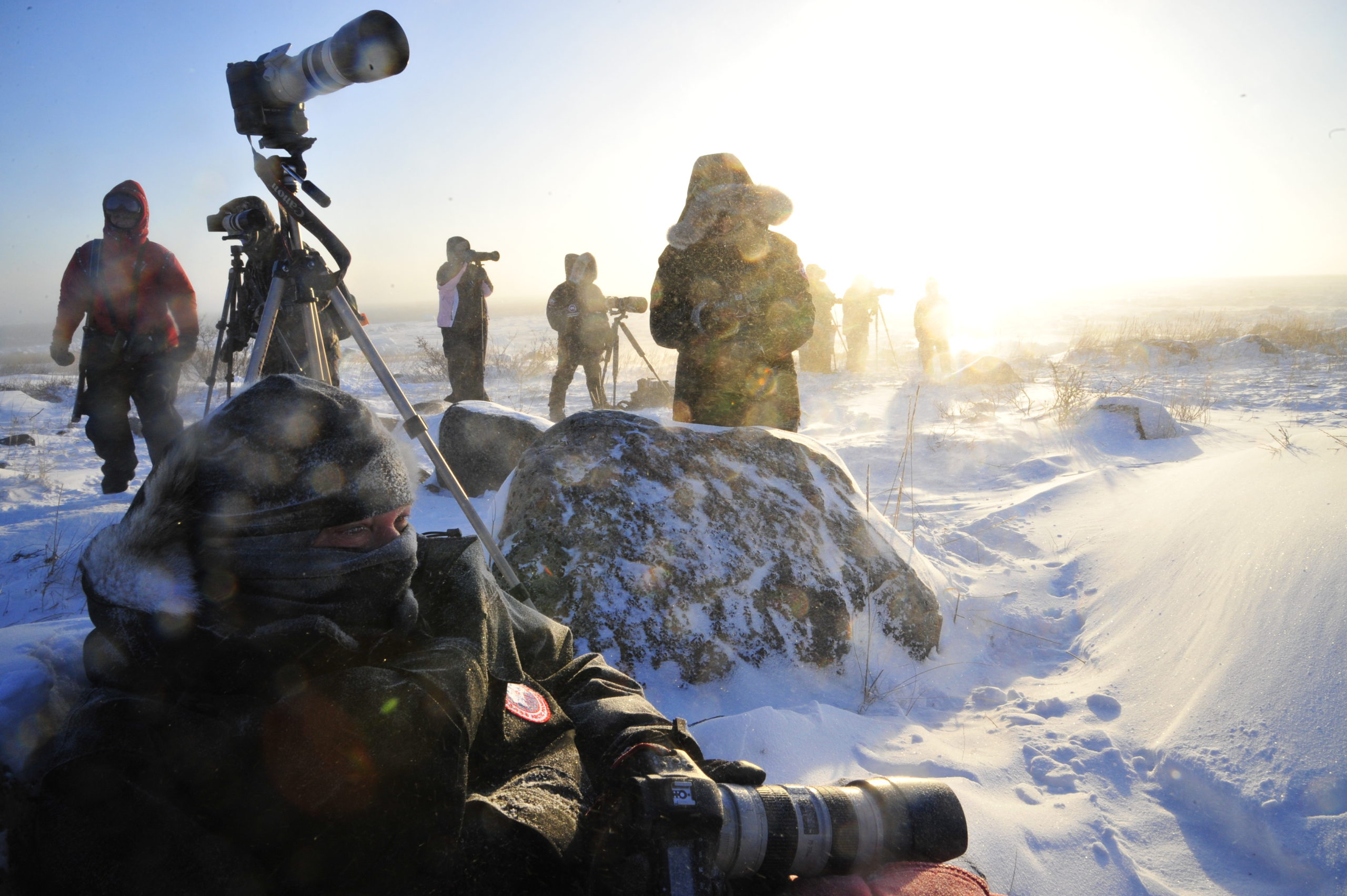 Photographers brave the elements to capture polar bears