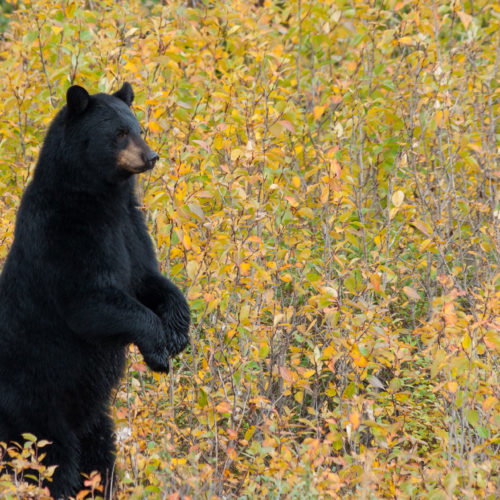 Black bear. Nanuk Polar Bear Lodge. Andrew Lasken photo.