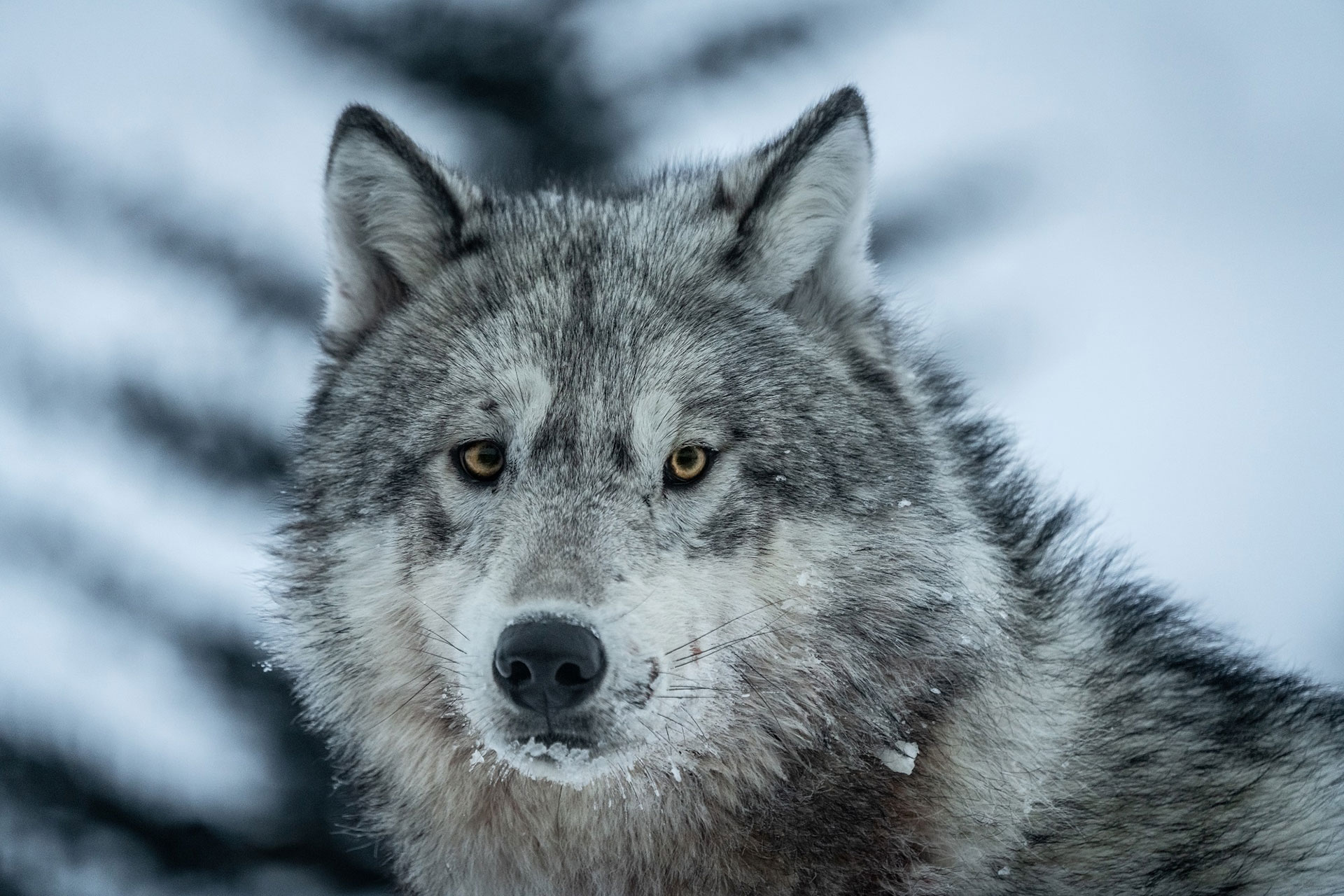 Wolf at Churchill Wild. Christoph Jansen photo.
