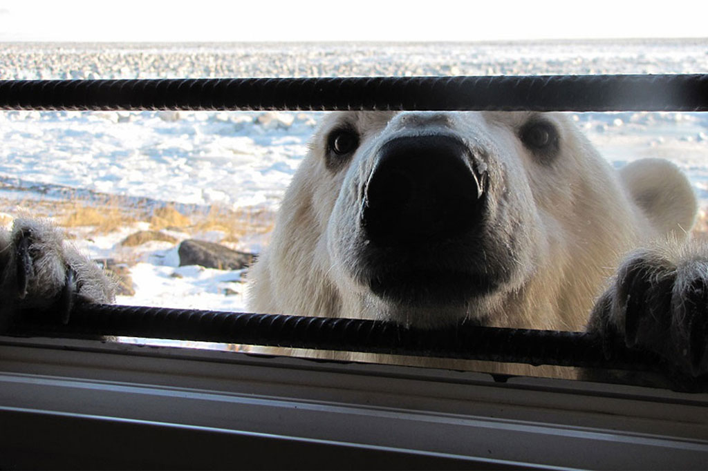 Polar bear at Window. Seal River Heritage Lodge.
