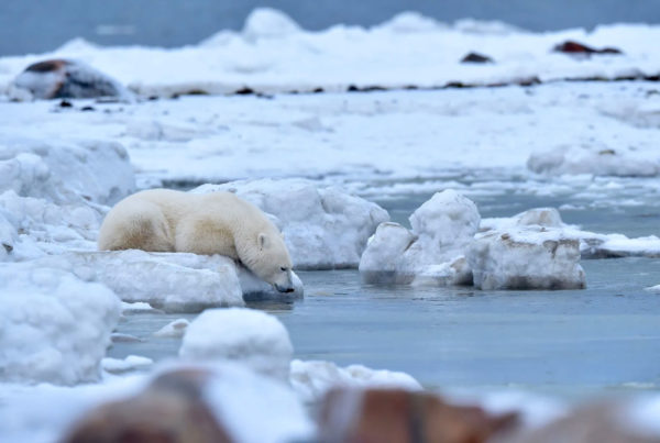Polar bear at the waters edge. Seal River Heritage Lodge. Ian Johnson photo.