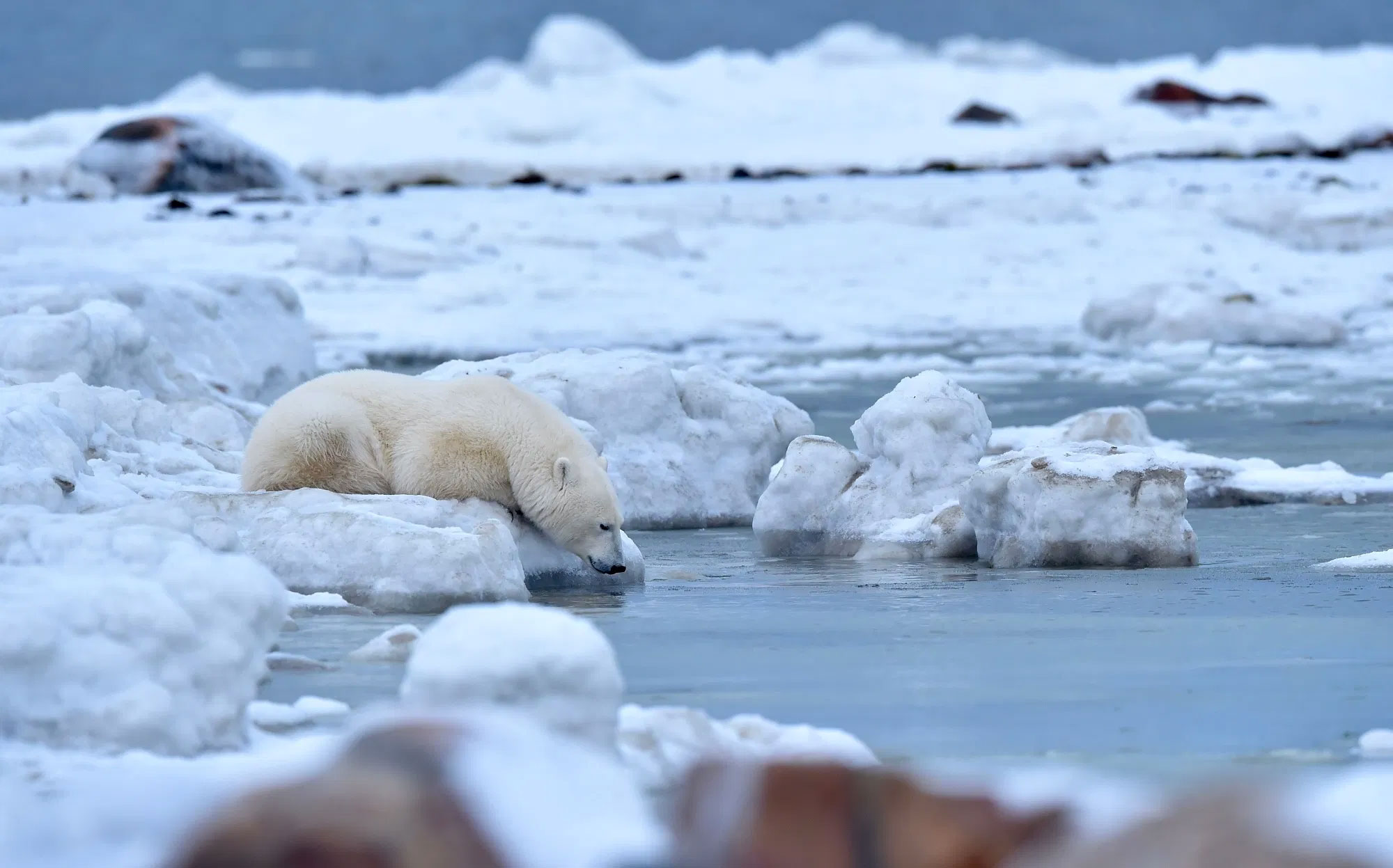 Polar bear drinking from Hudson Bay near Seal River Heritage Lodge