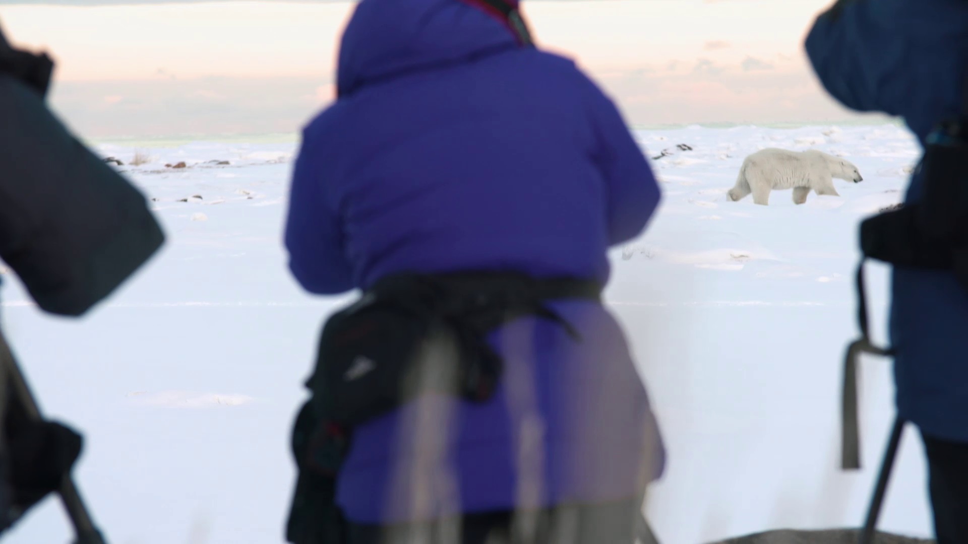 Guests of Seal River Heritage Lodge observing a polar bear at ground level