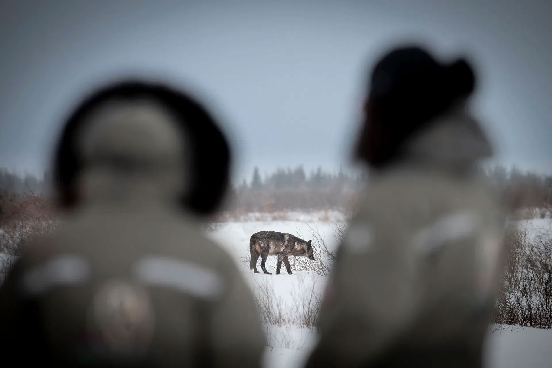 Wild Wolf encounter at Nanuk Polar Bear Lodge