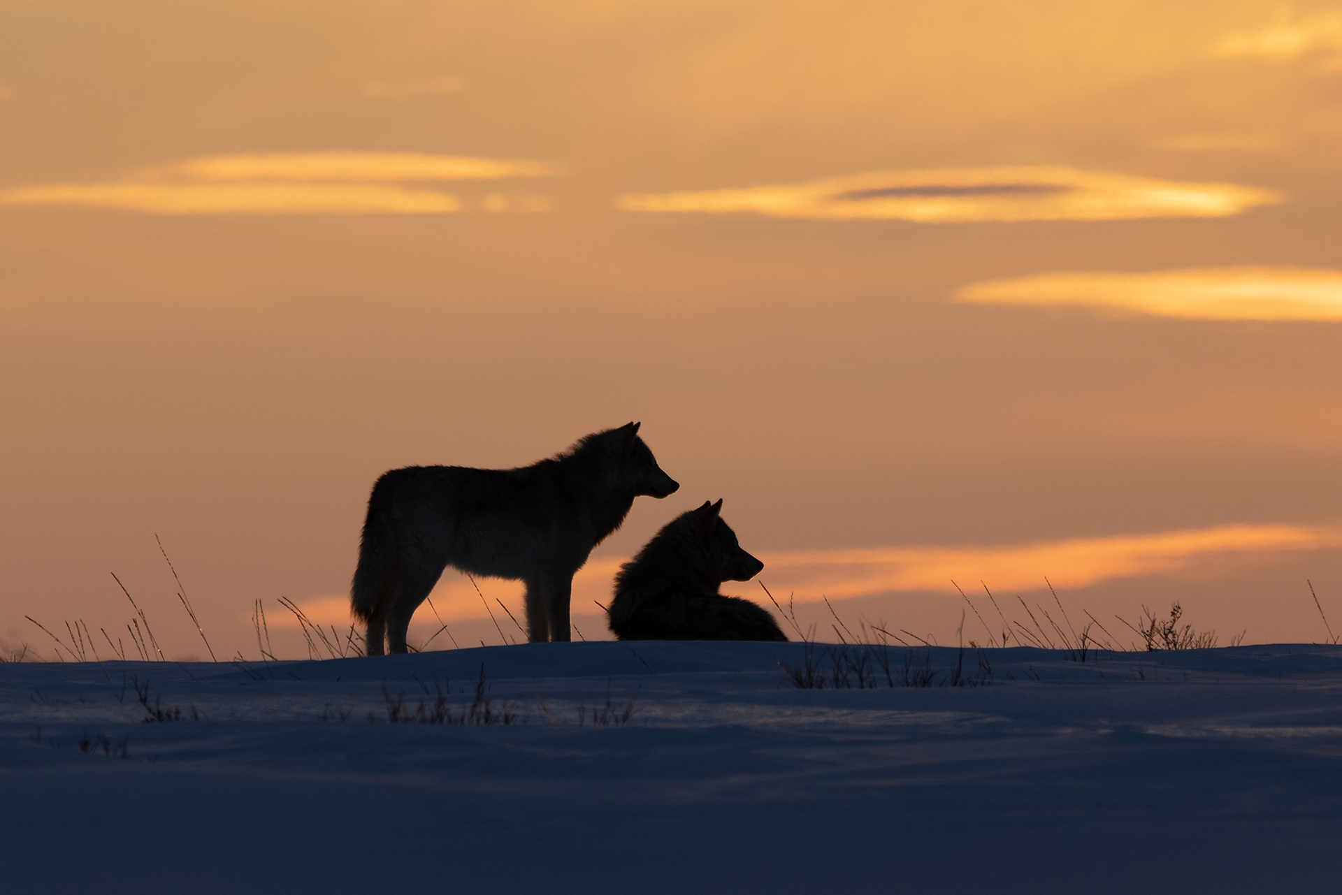 Wolves at sunset. Fabienne Jansen photo.