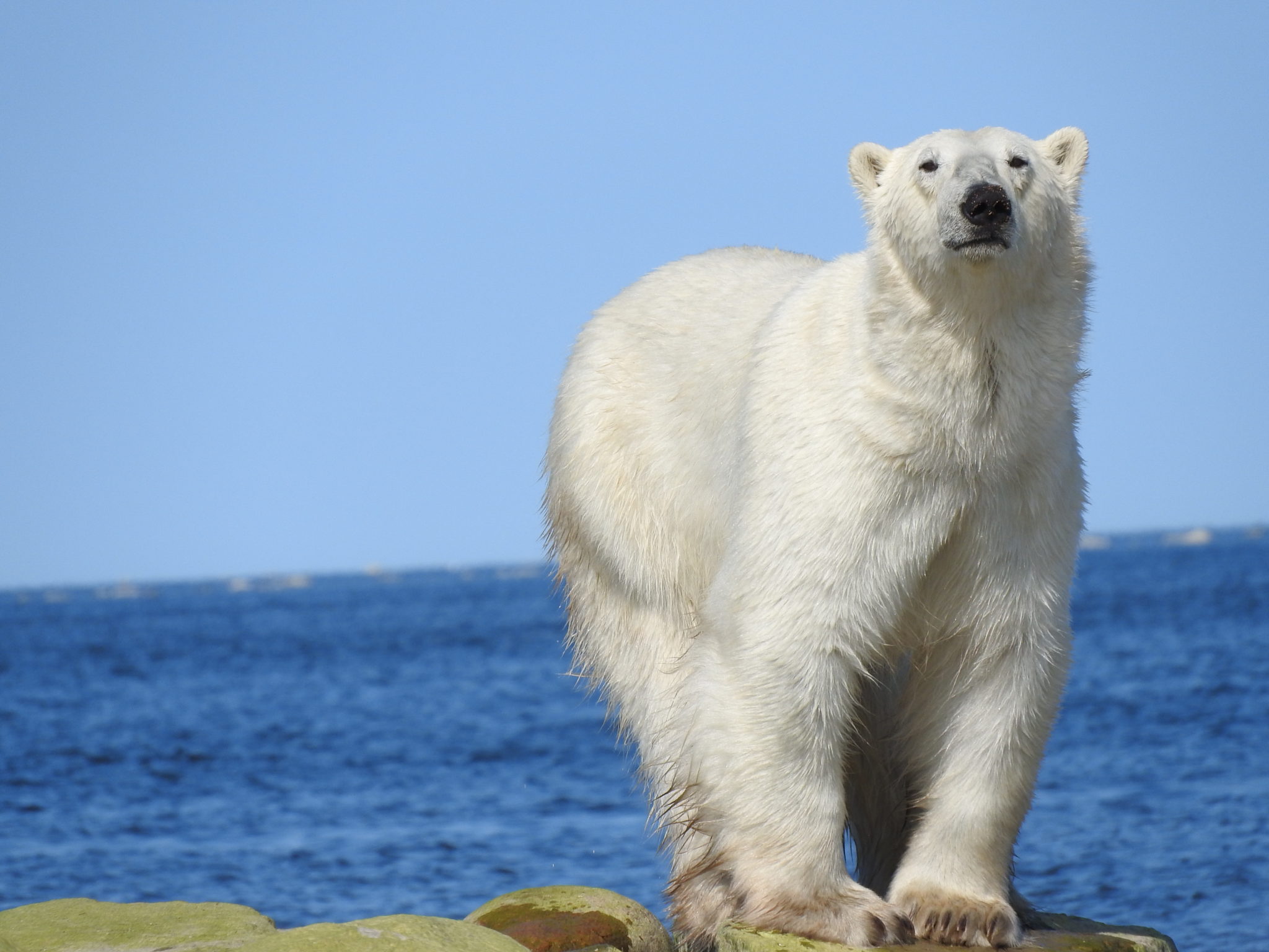 See Polar Bears in Summer, Fresh Off the Ice and