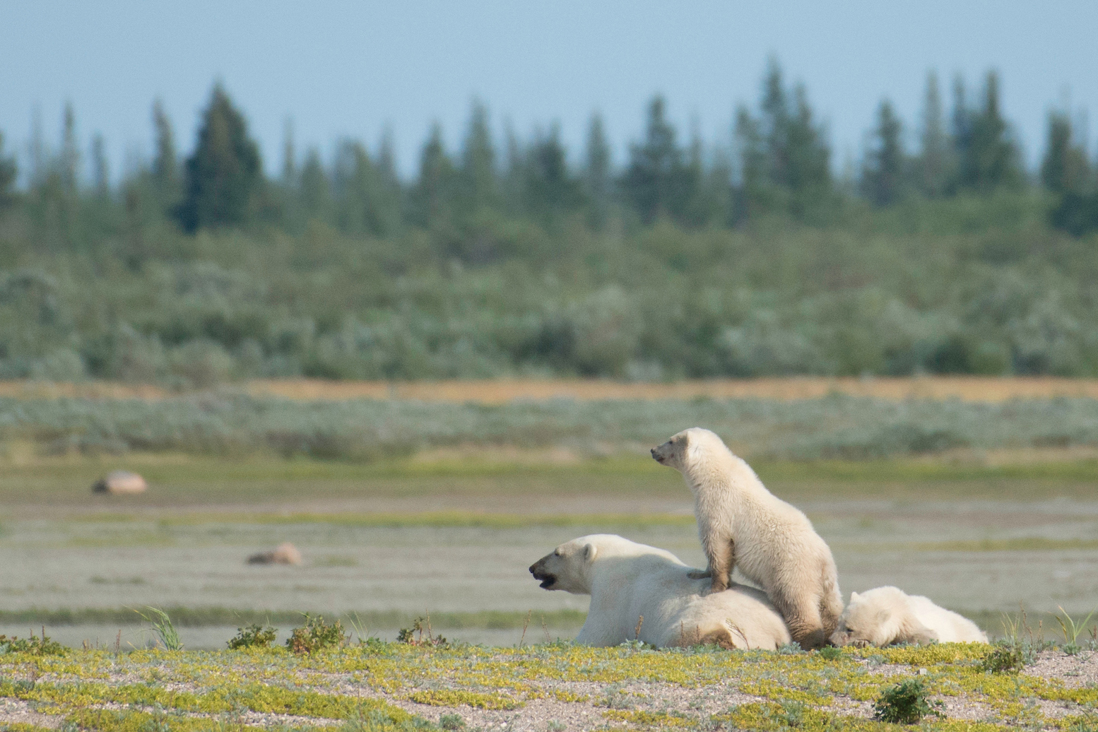 See Polar Bears in Summer, Fresh Off the Ice and Oh So Pretty