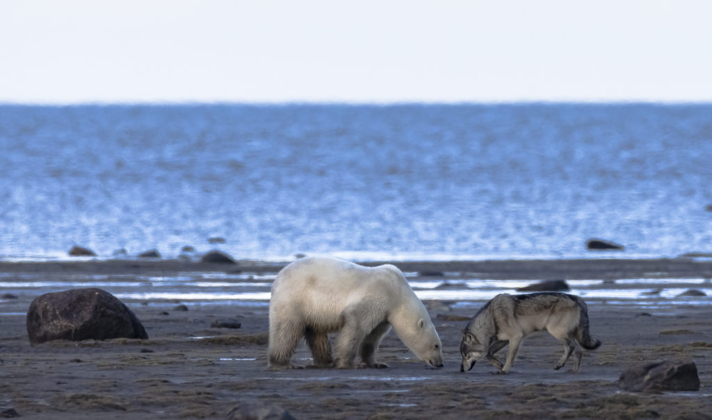 Wolf and Polar Bear meet face to face an Nanuk Lodge