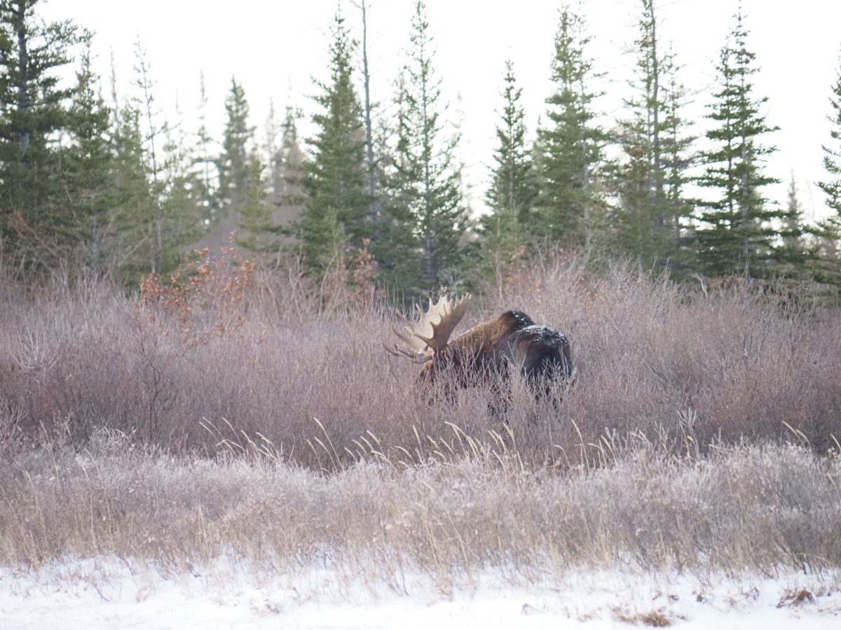 Moose in the Marshes