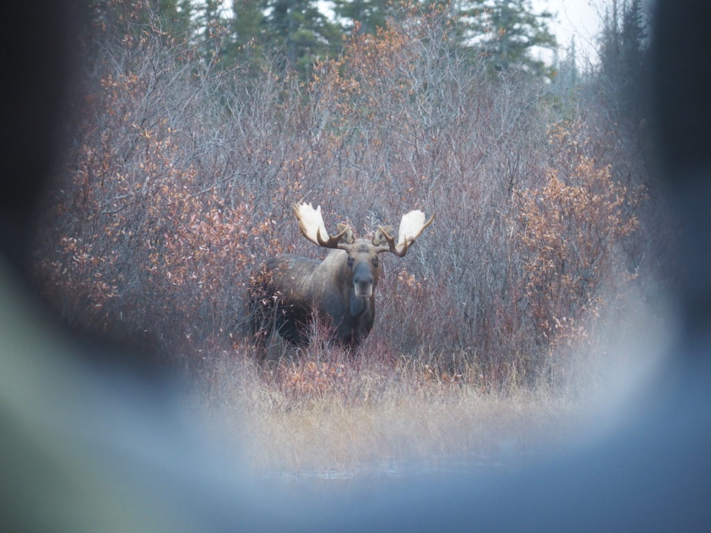 Moose at Nanuk_photo by Jody Steeves