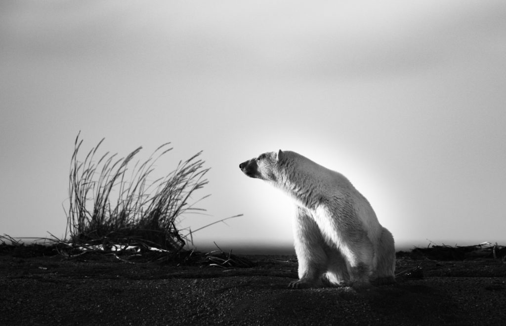 polarbear-BW at NNK_photo by Jody Steeves