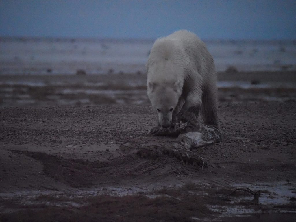 Young male polar bear-Jody Steeves