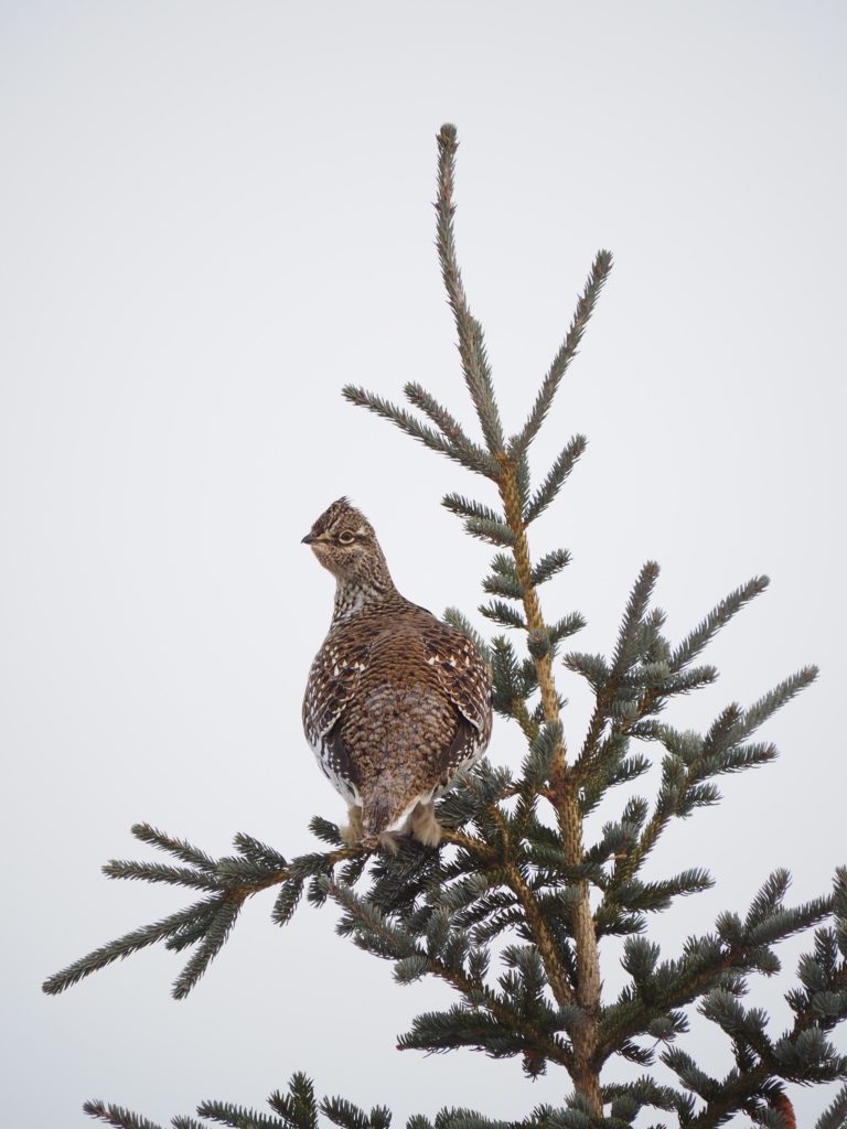 Sharptail or fire grouse_Jody Steeves
